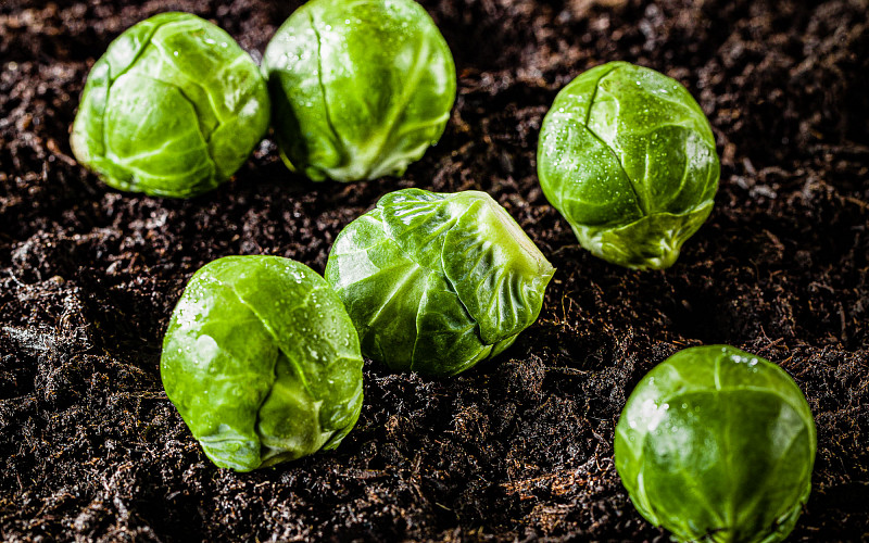 Kohl, Kraut & Brokkoli